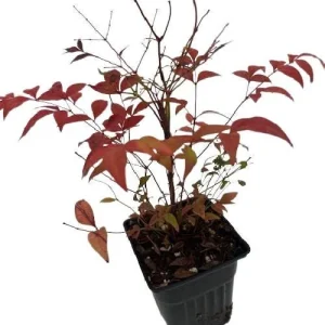 Gulf Stream Heavenly Bamboo Nandina Live Plant – 4 inch Pot – Outdoor Shrub - Image 3