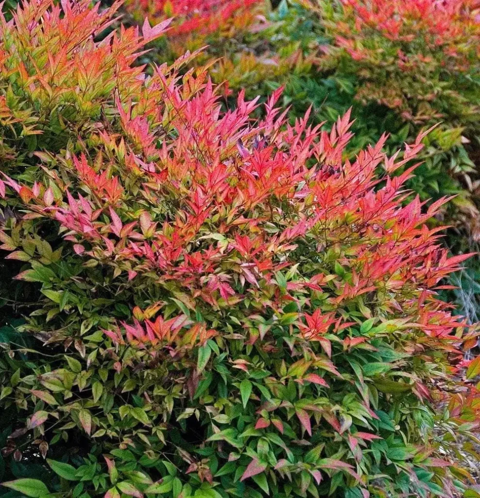 Inspiring Gulf Stream Heavenly Bamboo Photos