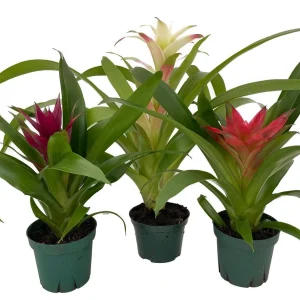 Guzmania Bromeliad Live Plant Collection - 3 Plants in 4" Pots - Indoor - Image 2
