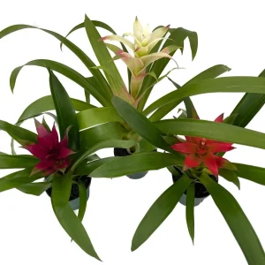 Guzmania Bromeliad Live Plant Collection - 3 Plants in 4" Pots - Indoor - Image 1