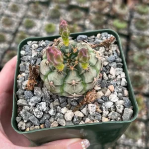Gymnocalycium Rotundulum Cactus - Pink Cactus Live Plant in 3.5 inch Pot - Image 3