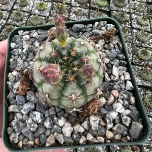 Gymnocalycium Rotundulum Cactus - Pink Cactus Live Plant in 3.5 inch Pot - Image 4