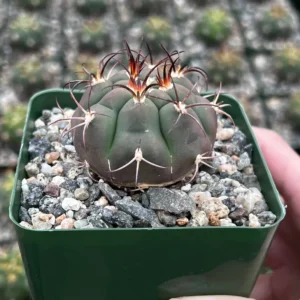 Gymnocalycium Saglionis Cactus Live Plant - Giant Chin Cactus in 3 inch Pot - Image 2