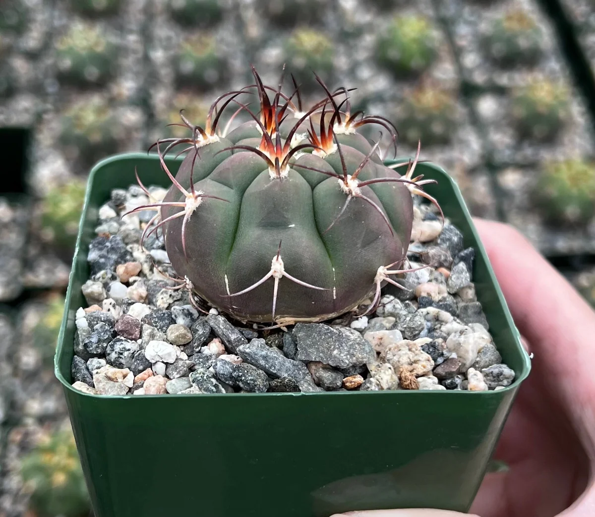 Gymnocalycium Saglionis Cactus Live Plant - Giant Chin Cactus in 3 inch Pot - Image 2
