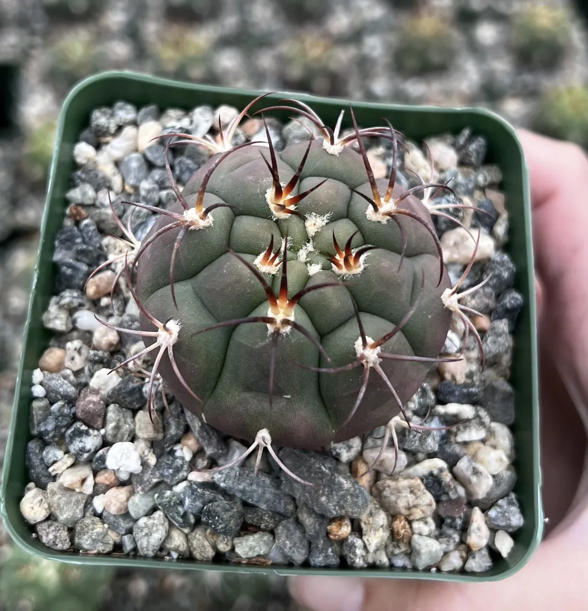 Gymnocalycium Saglionis Cactus Live Plant - Giant Chin Cactus in 3 inch Pot - Image 3