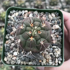 Gymnocalycium Saglionis Cactus Live Plant - Giant Chin Cactus in 3 inch Pot - Image 1