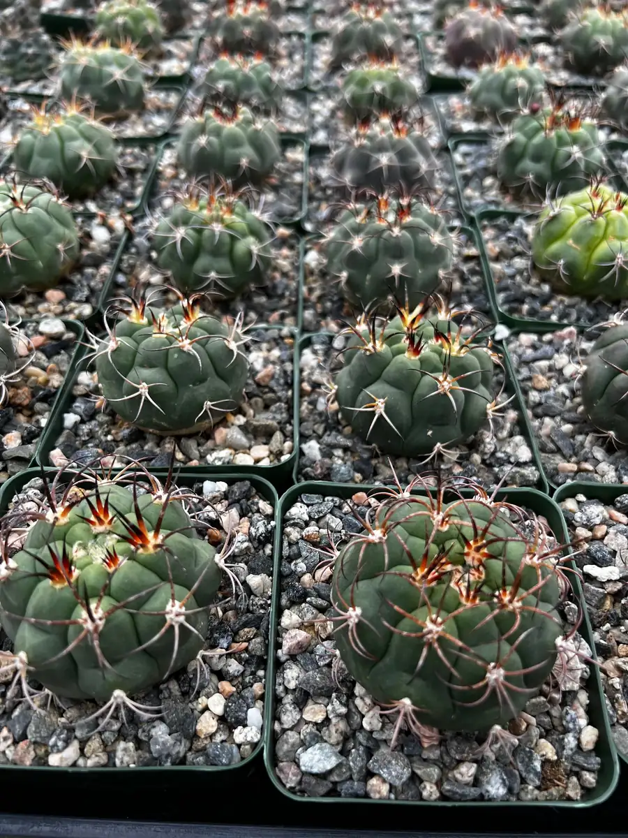 Gymnocalycium Saglionis Cactus Live Plant - Giant Chin Cactus in 3 inch Pot - Image 4