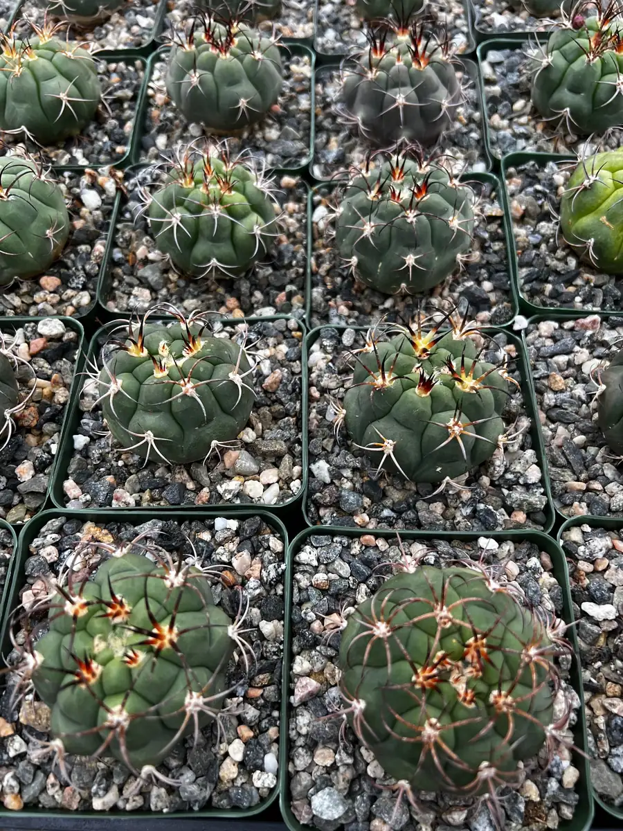 Gymnocalycium Saglionis Cactus Live Plant - Giant Chin Cactus in 3 inch Pot - Image 5