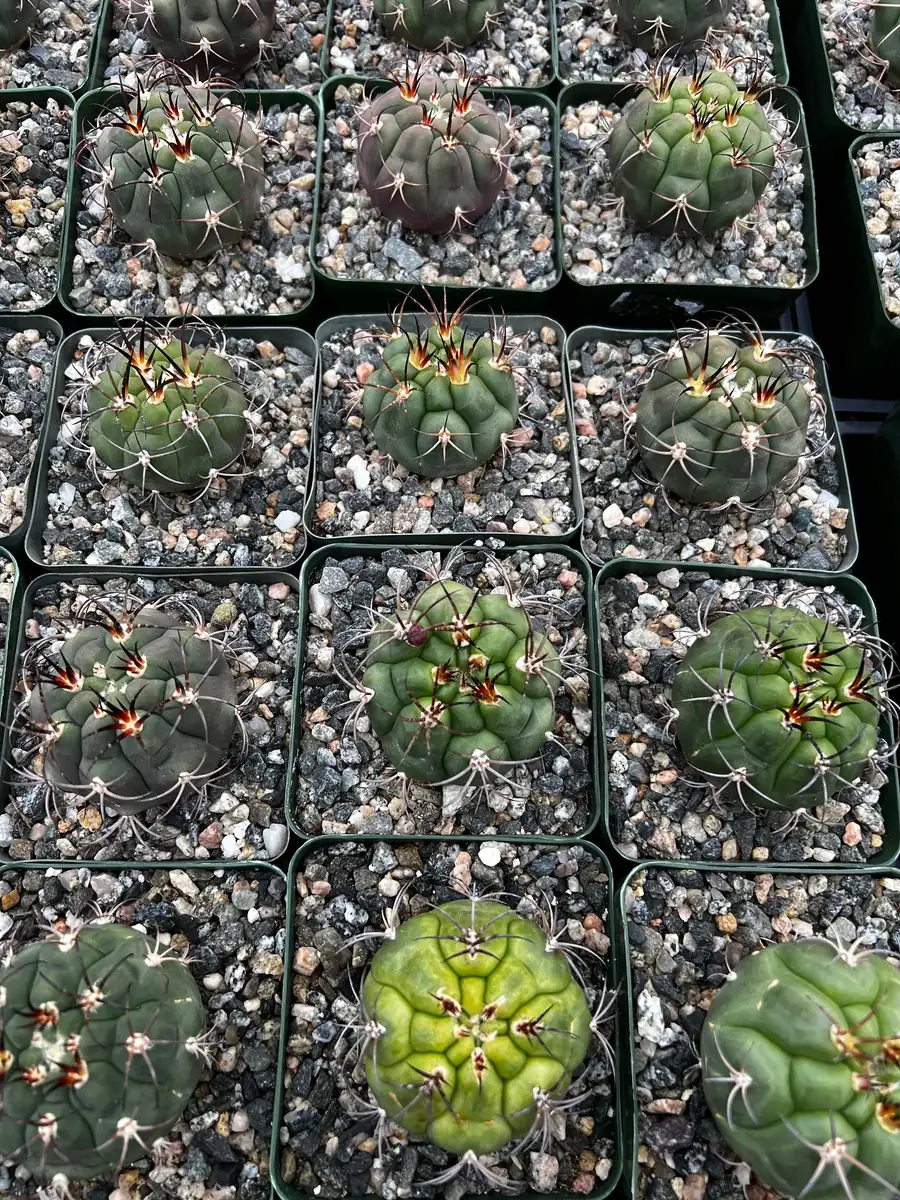 Gymnocalycium Saglionis Cactus Live Plant - Giant Chin Cactus in 3 inch Pot - Image 6