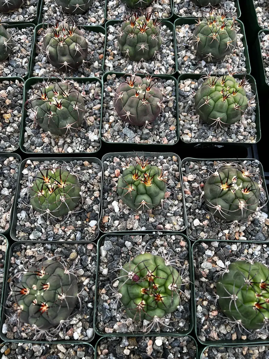 Gymnocalycium Saglionis Cactus Live Plant - Giant Chin Cactus in 3 inch Pot - Image 7