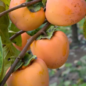 Hachiya Persimmon Tree - 3 to 4 Feet Tall Grafted Live Fruit Plant - 3 Gallon Pot - Image 1