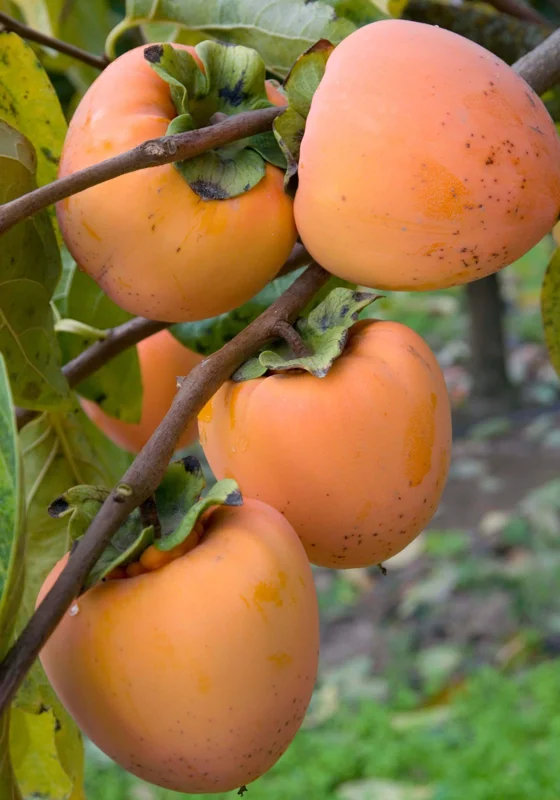 Hachiya Persimmon Tree - 3 to 4 Feet Tall Grafted Live Fruit Plant - 3 Gallon Pot - Image 1