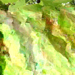 Hackberry Tree (Celtis occidentalis) Live Bare Root Plant - 16+ Inches Outdoor - Image 3