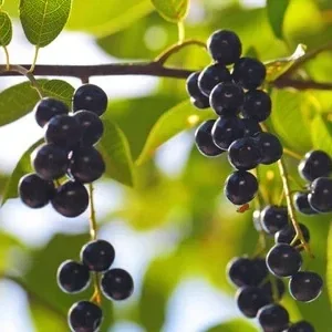 Hackberry Tree (Celtis occidentalis) Live Bare Root Plant - 16+ Inches Outdoor - Image 6