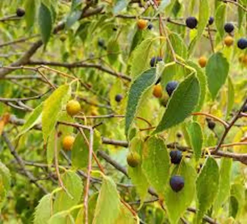 Hackberry Tree Invasive Roots Hackberry Tree Plant 12-24in Tall – Bare Root Sugar Berry Tree
