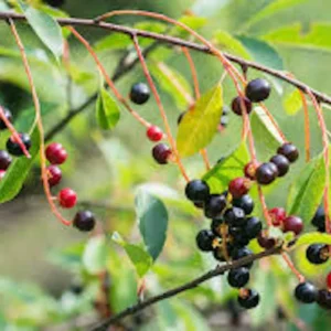 Hackberry Tree Plant 12-24in Tall – Sugar Berry Tree, Bare Root, Zones 3-9 - Image 1