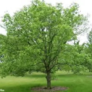 Hackberry Tree Plant 12-24in Tall – Sugar Berry Tree, Bare Root, Zones 3-9 - Image 5