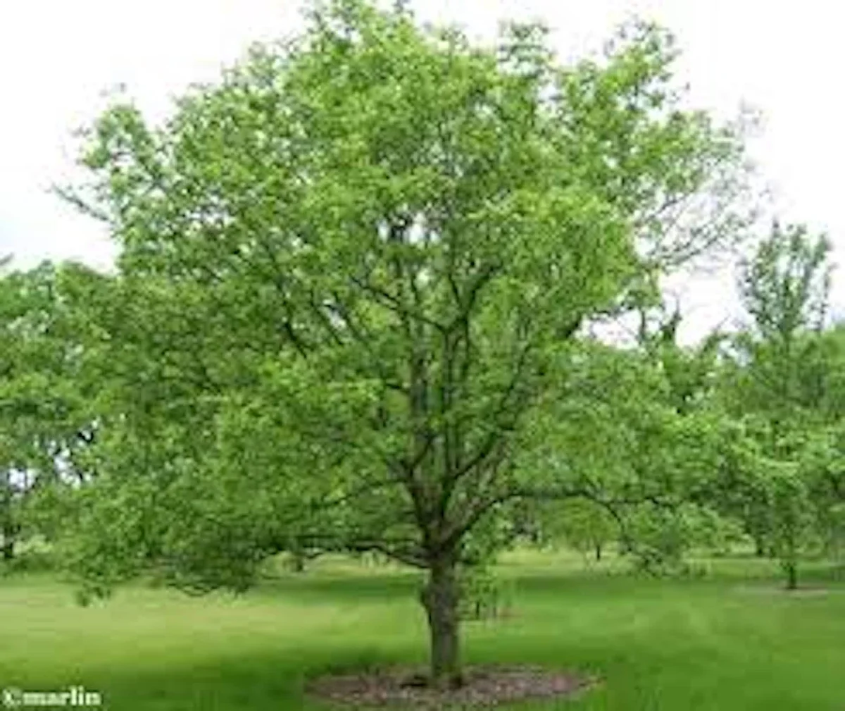 Hackberry Tree Plant 12-24in Tall – Sugar Berry Tree, Bare Root, Zones 3-9 - Image 5