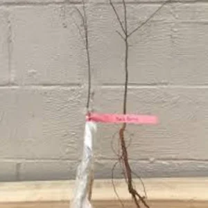 Hackberry Tree Plant 12-24in Tall - Sugarberry Bare Root Tree for Landscaping - Image 2