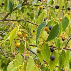 Hackberry Tree Plant 12-24in Tall - Sugarberry Bare Root Tree for Landscaping - Image 3