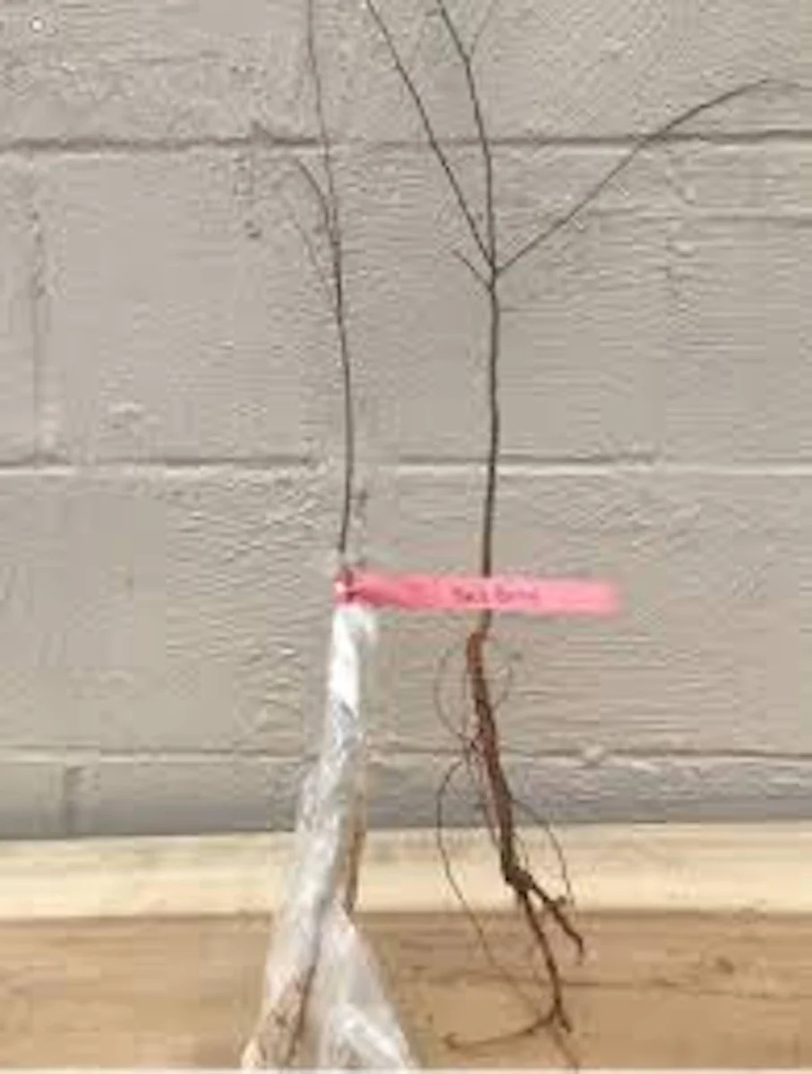 Hackberry Tree Plant (3 Pack) - 12-24in Tall Sugarberry Bare Root Tree - Image 2