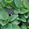Halcyon Hosta Bareroot Plant - Blue-Green Perennial for Shade, Hardy, 18" Tall - Image 1