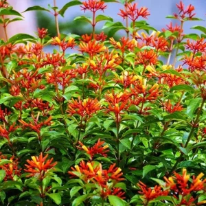 Hamelia Mexican Firebush Live Plant Set – 2 Shrubs, 4-6