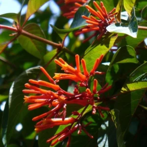 Hamelia Mexican Firebush Live Plant Set – 2 Shrubs, 4-6" Tall, Attracts Hummingbirds & Butterflies, Outdoor - Image 1