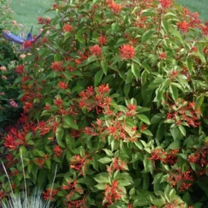 Hamelia Mexican Firebush Live Plant Set – 2 Shrubs, 4-6