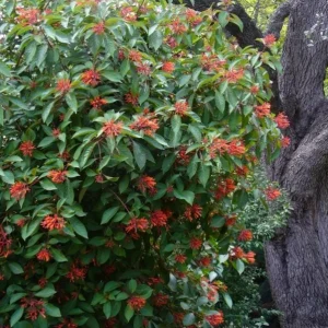 Hamelia Mexican Firebush Live Plant Set – 2 Shrubs, 4-6