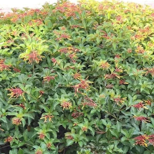 Hamelia Mexican Firebush Live Plant Set – 2 Shrubs, 4-6