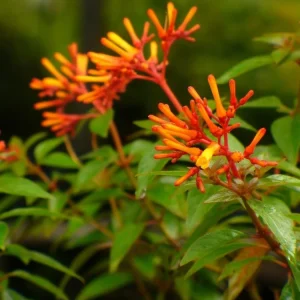 Hamelia Mexican Firebush Live Plants - Hummingbird Magnet - 2 Pack, 4-6 inches - Image 4