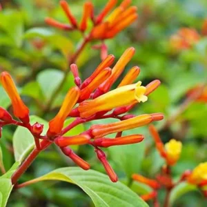 Hamelia Mexican Firebush Live Plants - Hummingbird Magnet - 2 Pack, 4-6 inches - Image 5