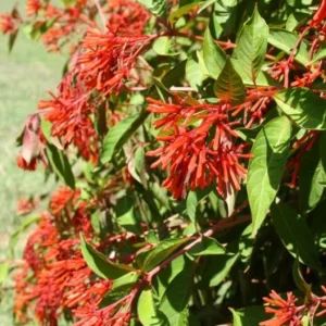 Hamelia Mexican Firebush Live Plants - Hummingbird Magnet - 2 Pack, 4-6 inches - Image 6