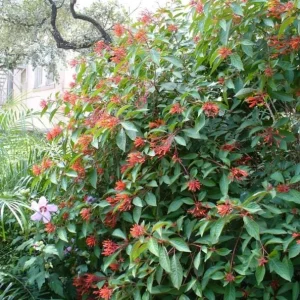 Hamelia Mexican Firebush Live Plants - Hummingbird Magnet - 2 Pack, 4-6 inches - Image 8