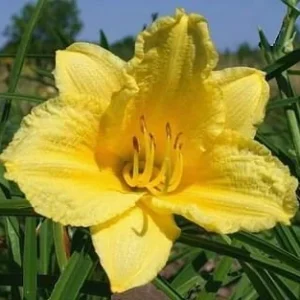 Happy Returns Daylily Bare Root Plant - Lemon Yellow Reblooming Perennial, 1-2 Fans, Outdoor - Image 2