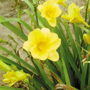 Happy Returns Daylily Bare Root Plant - Lemon Yellow Reblooming Perennial, 1-2 Fans, Outdoor - Image 3