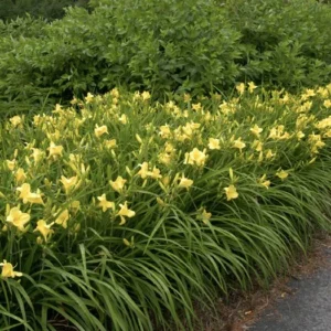 Happy Returns Daylily Bare Root Plant - Lemon Yellow Reblooming Perennial, 1-2 Fans, Outdoor - Image 4