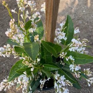 Hardenbergia Violacea 'White Out' Live Plant – White Lilac Vine – 3-4 ft Tall – 3 Gallon Pot – Outdoor - Image 1