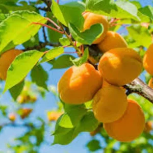 Hardy Apricot Tree Live Plant - Prunus armeniaca Fruit Starter, Deciduous Outdoor - Image 2