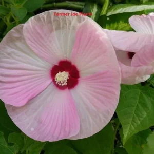 Hardy Hibiscus Luna Pink Swirl Live Plant - 1 Starter Plant, 4-6 inch Tall - Image 1