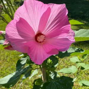 Hardy Hibiscus Mix Live Plant - 4'' Pot - Perennial Outdoor Flower - Image 2
