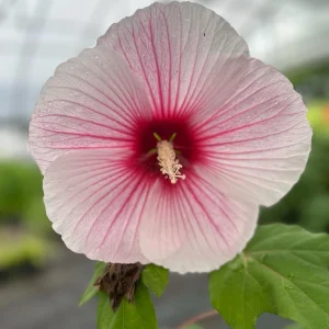 Hardy Hibiscus Mix Live Plant - 4'' Pot - Perennial Outdoor Flower - Image 4