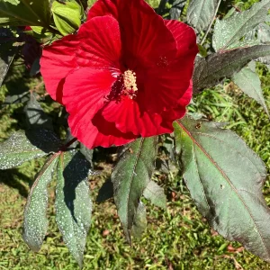 Hardy Hibiscus Mix Live Plant - 4'' Pot - Perennial Outdoor Flower - Image 6