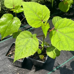 Hardy Hibiscus Mix Live Plant - 4'' Pot - Perennial Outdoor Flower - Image 7