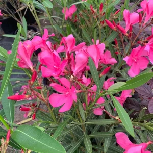 Hardy Pink Oleander Live Plant – 1-2 ft Tall Shrub in 1 Gallon Pot - Image 2