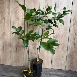 Harvey Lemon Tree Live Plant, Grafted, 1/2 Gallon Pot, Cold Hardy Citrus - Image 4