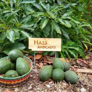 Hass Avocado Live Plant – Grafted, 3 Gallon Pot, 1-2 Feet Tall - Image 3