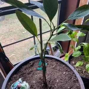 Hass Avocado Tree - 1 Ft Tall Grafted Live Plant - Outdoor Fruit Tree - Image 2