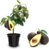 Hass Avocado Tree Live Plant - Grafted, 2-3 Ft Tall, 3 Gallon Pot, Ready to Fruit - Image 1